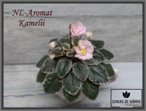 NL-Aromat Kamelii